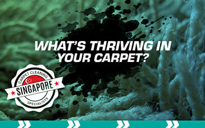 Carpet Contaminants | Big Red Carpet Cleaners ®