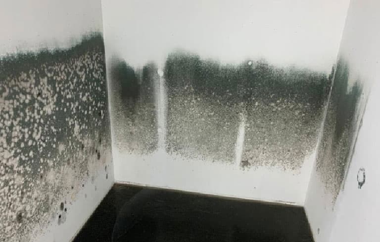 mold infested area walls floor