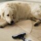 why you should keep pet friendly home 80x80